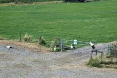 Störche an den Rheinwiesen an der Ossenberger Schleuse