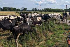 Kuhherde bei Duisburg-Baerl
