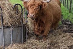 Schottland_New_14